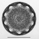 Aulacodiscus orientalis