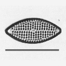 Glyphodesmis williamsonii fo lanceolata