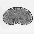Plagiodiscus martensianus