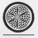 Actinoptychus senarius