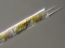 Aulacoseira granulata