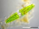 Closterium closterioides