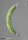 Closterium incurvum