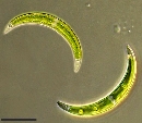 Closterium incurvum