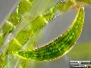 Closterium moniliferum