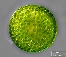 Eremosphaera viridis