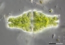 Euastrum ansatum