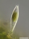 Gomphonema micropus