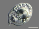 Hyalophacus ocellatus