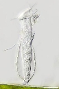 Pyxicola carteri