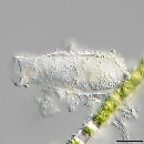 Pyxicola carteri