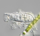 Pyxicola carteri