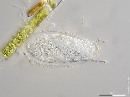 Pyxicola carteri